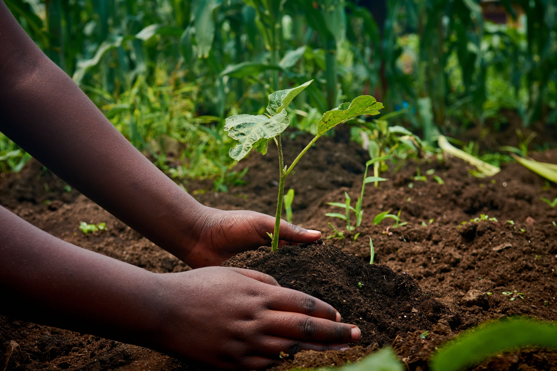 Young hands planting a seedling in dark soil